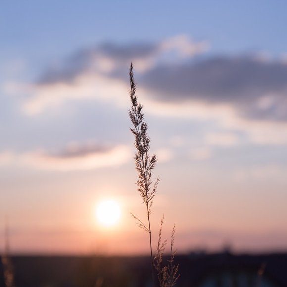 Meet your Posher, Elle - Picture 1 of 1